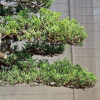 Коллекционный Можжевельник