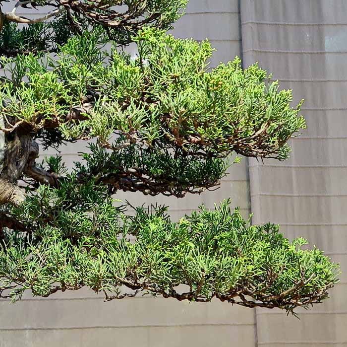 Коллекционный Можжевельник