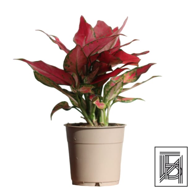 Аглаонема Стар D12