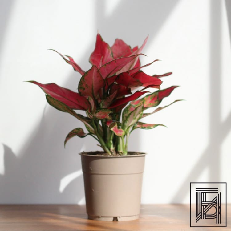 Аглаонема Стар D12