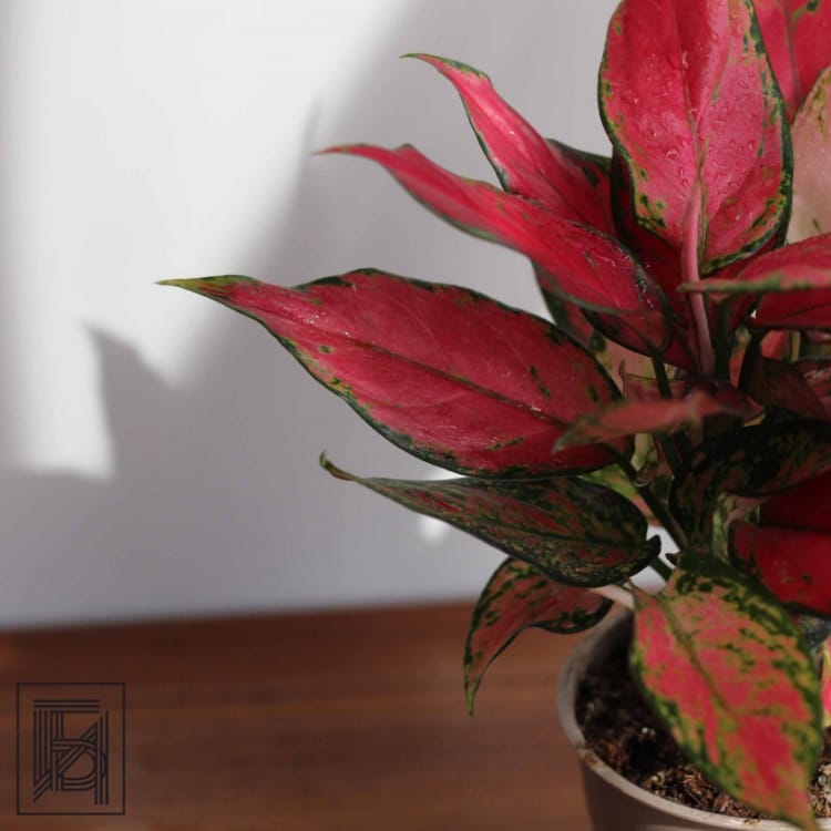 Аглаонема Стар D12