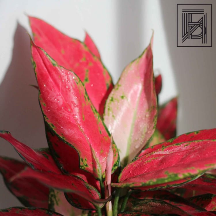 Аглаонема Стар D12