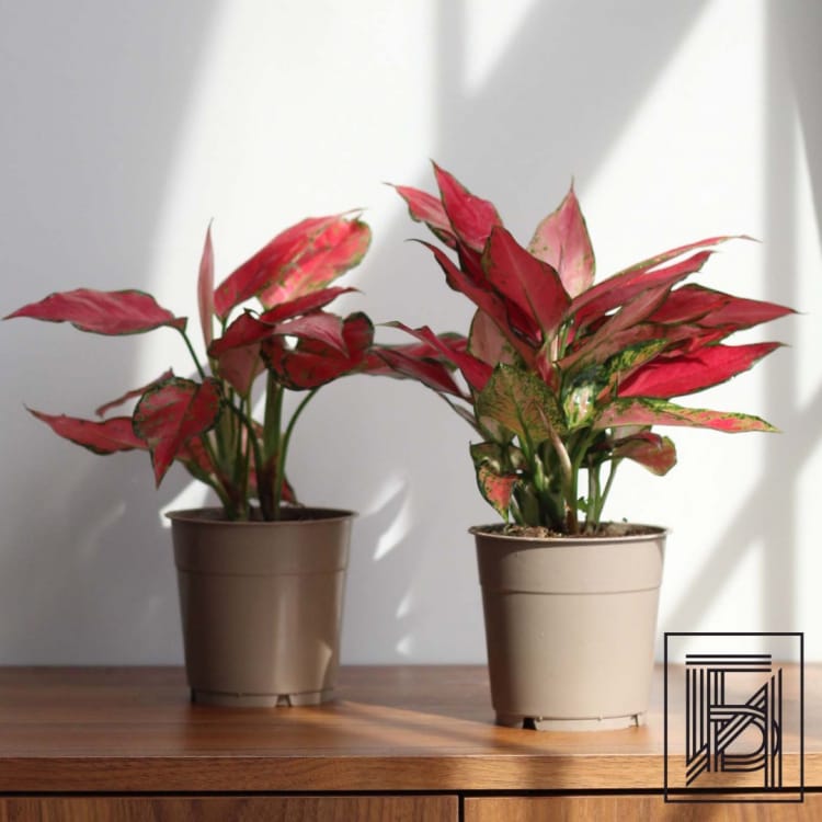 Аглаонема Стар D12