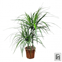 Драцена Маргината D17