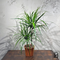 Драцена Маргината D17