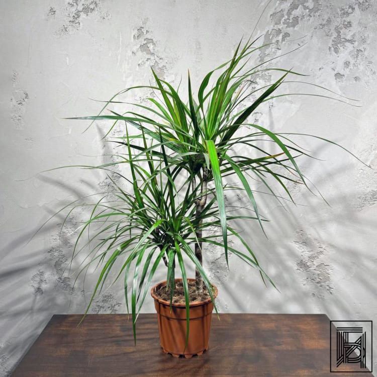 Драцена Маргината D17