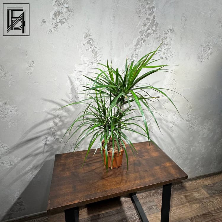 Драцена Маргината D17