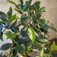 Бонсай композиция "Храм Тишины" 40 см Бонсай композиция "Храм Тишины" 40 см