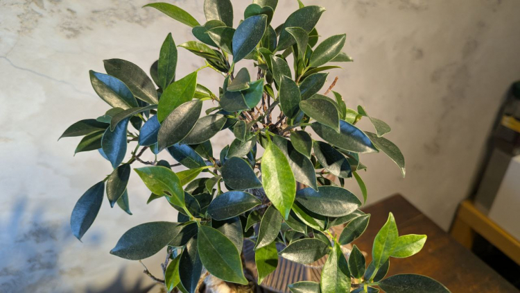 Бонсай композиция "Храм Тишины" 40 см Бонсай композиция "Храм Тишины" 40 см