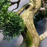 Коллекционный Можжевельник 90 лет Коллекционный Можжевельник 90 лет