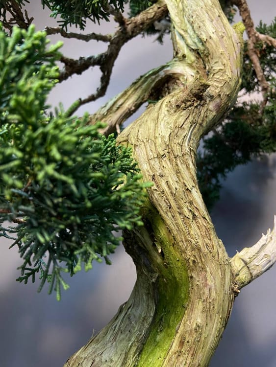 Коллекционный Можжевельник 90 лет Коллекционный Можжевельник 90 лет