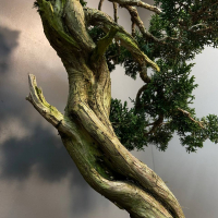 Коллекционный Можжевельник 90 лет Коллекционный Можжевельник 90 лет