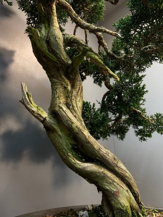 Коллекционный Можжевельник 90 лет Коллекционный Можжевельник 90 лет