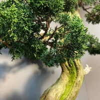 Коллекционный Можжевельник 90 лет Коллекционный Можжевельник 90 лет