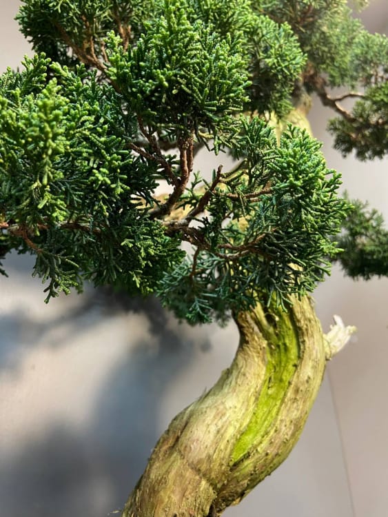 Коллекционный Можжевельник 90 лет Коллекционный Можжевельник 90 лет