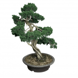 Коллекционный Можжевельник 90 лет