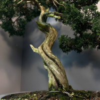 Коллекционный Можжевельник 90 лет Коллекционный Можжевельник 90 лет