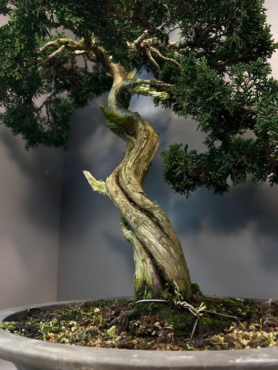 Коллекционный Можжевельник 90 лет Коллекционный Можжевельник 90 лет