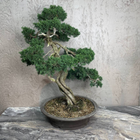 Коллекционный Можжевельник 90 лет Коллекционный Можжевельник 90 лет