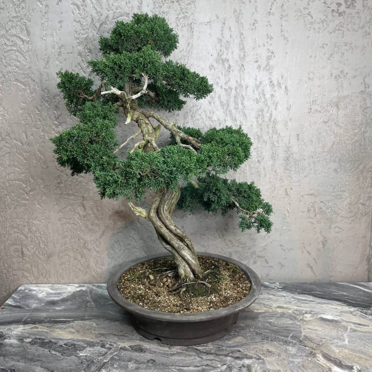 Коллекционный Можжевельник 90 лет Коллекционный Можжевельник 90 лет