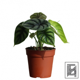 Алоказия Драгон Скейл D12