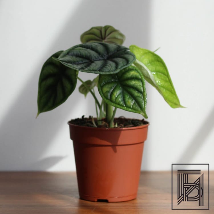 Алоказия Драгон Скейл D12 Алоказия Драгон Скейл D12