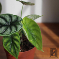 Алоказия Драгон Скейл D12 Алоказия Драгон Скейл D12