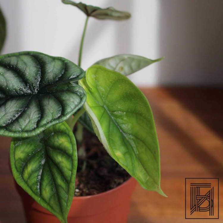 Алоказия Драгон Скейл D12 Алоказия Драгон Скейл D12