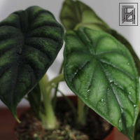 Алоказия Драгон Скейл D12 Алоказия Драгон Скейл D12