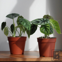 Алоказия Драгон Скейл D12 Алоказия Драгон Скейл D12