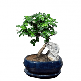 Бонсай Кармона со скалой 18 лет