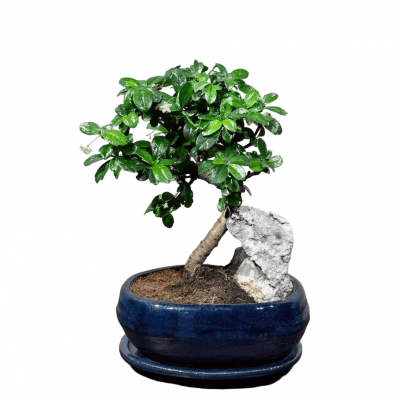 Бонсай Кармона со скалой 18 лет