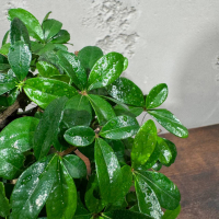 Бонсай Кармона со скалой 18 лет Бонсай Кармона со скалой 18 лет