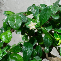 Бонсай Кармона со скалой 18 лет Бонсай Кармона со скалой 18 лет