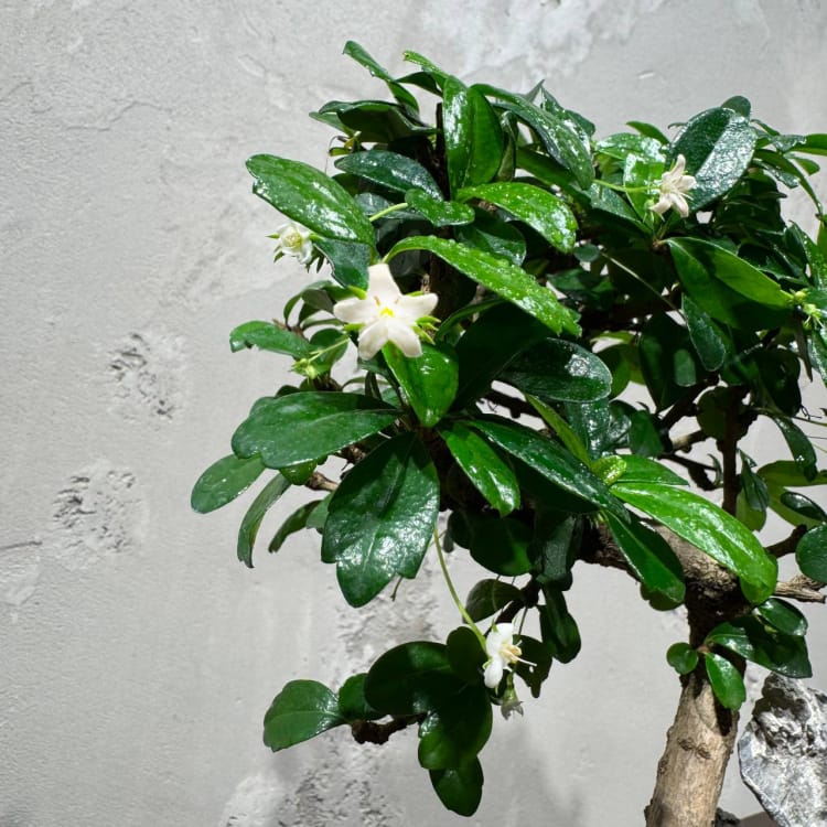 Бонсай Кармона со скалой 18 лет Бонсай Кармона со скалой 18 лет