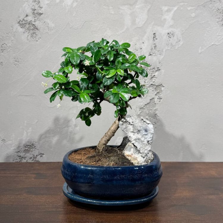 Бонсай Кармона со скалой 18 лет Бонсай Кармона со скалой 18 лет