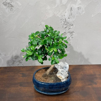 Бонсай Кармона со скалой 18 лет Бонсай Кармона со скалой 18 лет