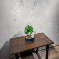 Бонсай Кармона со скалой 18 лет Бонсай Кармона со скалой 18 лет