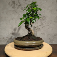 Бонсай - Баньян в овальной плошке 35 см