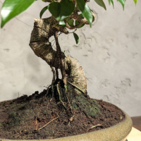 Бонсай - Баньян в овальной плошке 35 см