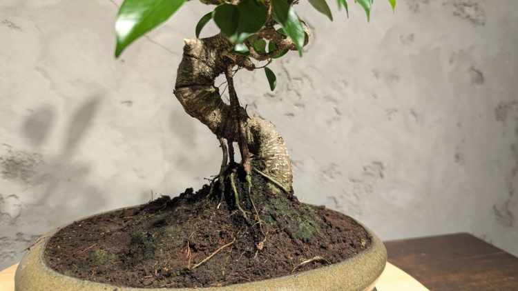 Бонсай - Баньян в овальной плошке 35 см