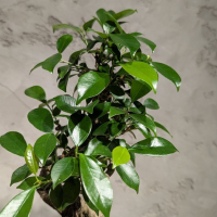 Бонсай - Баньян в овальной плошке 35 см