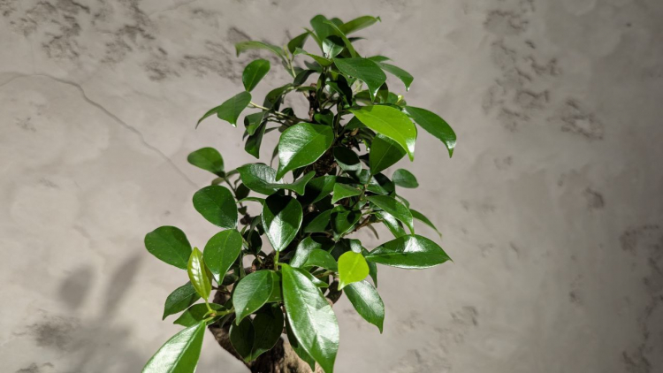 Бонсай - Баньян в овальной плошке 35 см