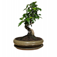 Бонсай - Баньян в овальной плошке 35 см