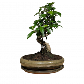 Бонсай - Баньян в овальной плошке 35 см