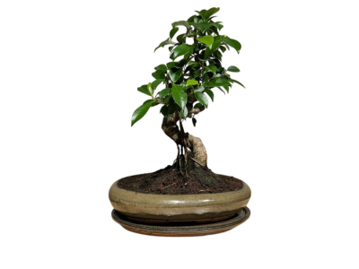 Бонсай - Баньян в овальной плошке 35 см