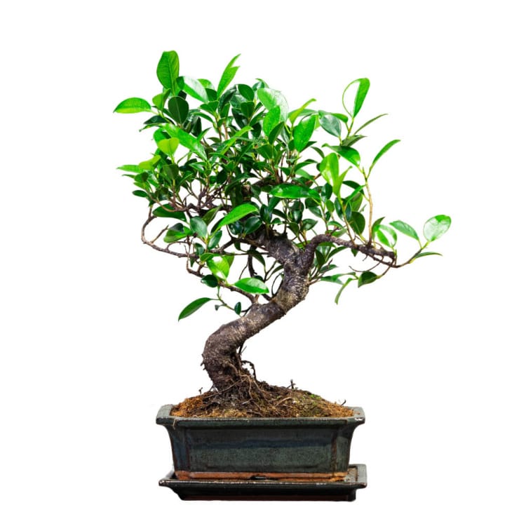 Бонсай Баньян 7 лет