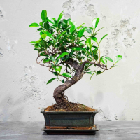 Бонсай Баньян 7 лет