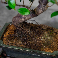 Бонсай Баньян 7 лет