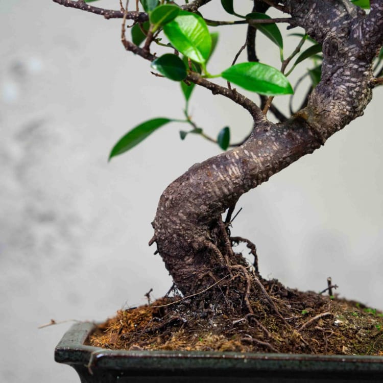 Бонсай Баньян 7 лет